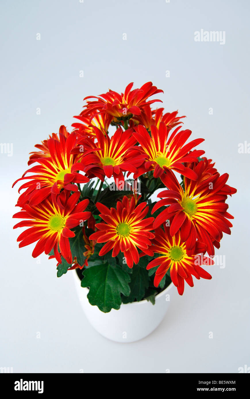 Chrysanthemum (Chrysanthemum indicum hybrid), red and yellow, in flowerpot Stock Photo