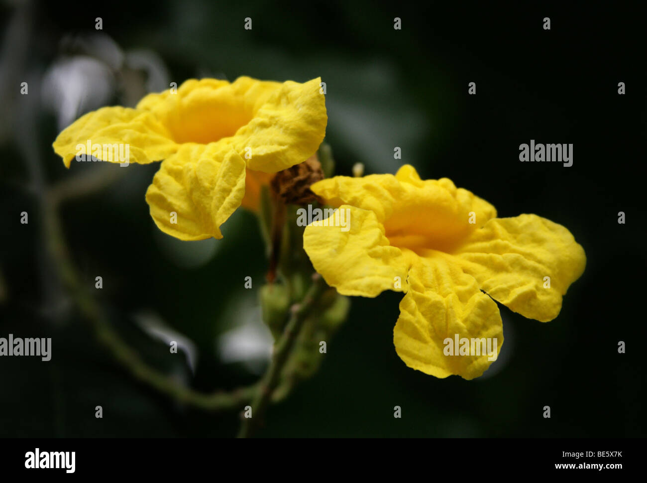 Yellow Trumpet Vine, Adenocalymna comosum, Bignoniaceae (Jacaranda