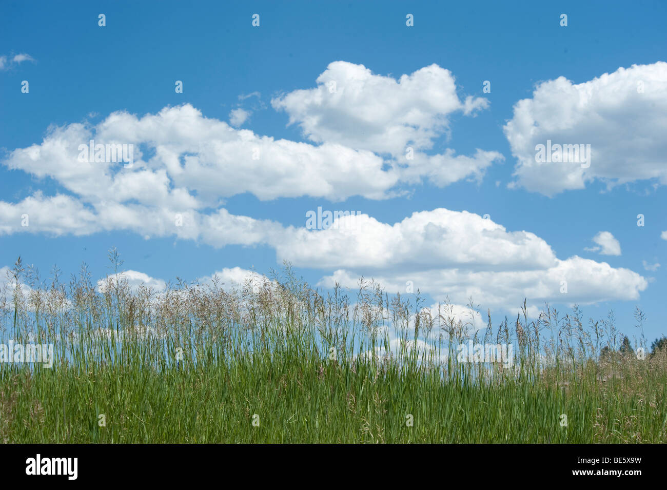 Cumulus clouds in clear blue sky with grass in foreground Stock Photo