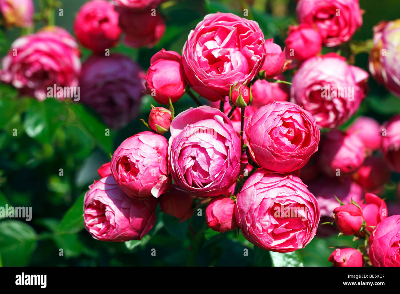 Rose Pomponella (Rosa cultivar Pomponella) Stock Photo