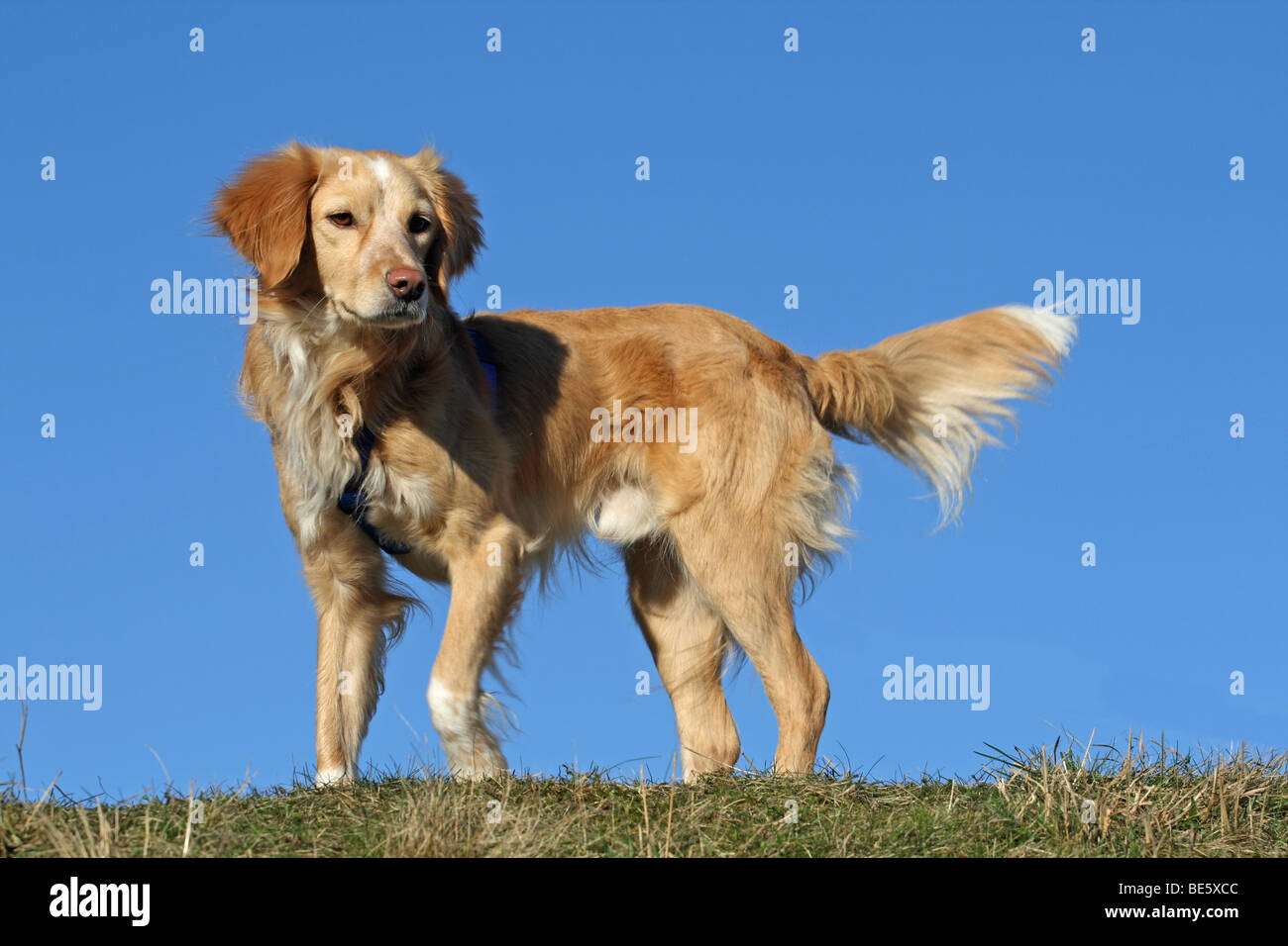 Hybrid retriever store