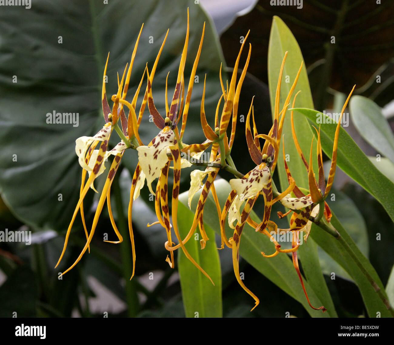 Spider Orchid, Brassia 'Chieftain', Orchidaceae, Oncidiinae, Cymbidieae. South Florida, the West-Indies and tropical South America. Stock Photo