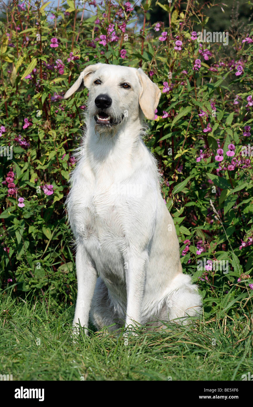 labrador schnauzer mix