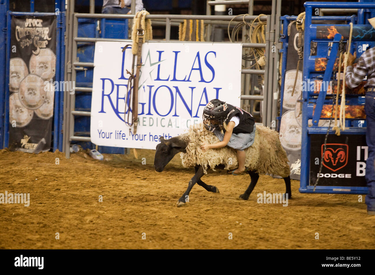 Mutton busting cowgirl riding a sheep at the Mesquite Championship Rodeo, Texas Stock Photo