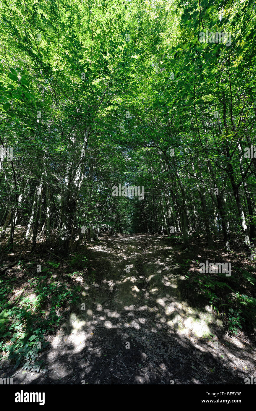 Dappled sunlight breaking through a beech wood avenue onto a muddy path Stock Photo