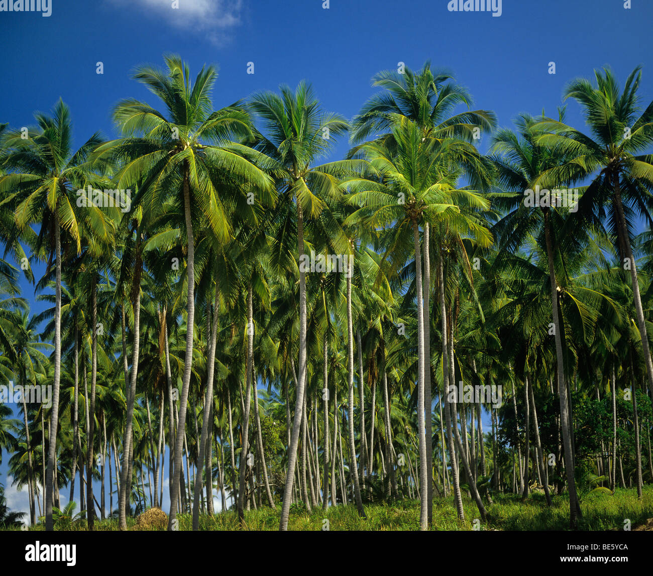 Thailand, Koh Samui, coconut palm grove on Samui Island in the Gulf of Thailand Stock Photo