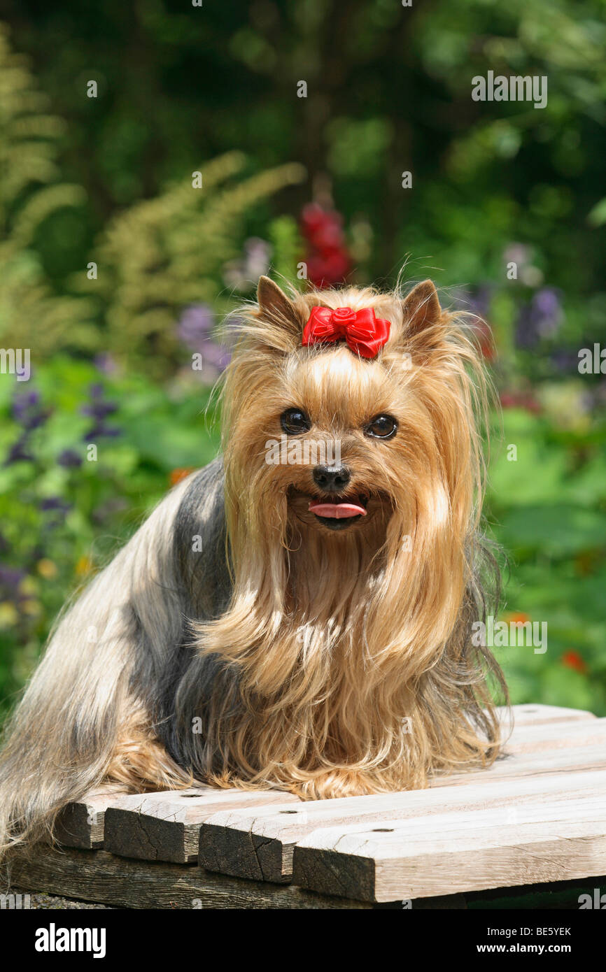 Yorkshire Terrier, female, 9 years old, sitting on a bench in a park, flowers Stock Photo