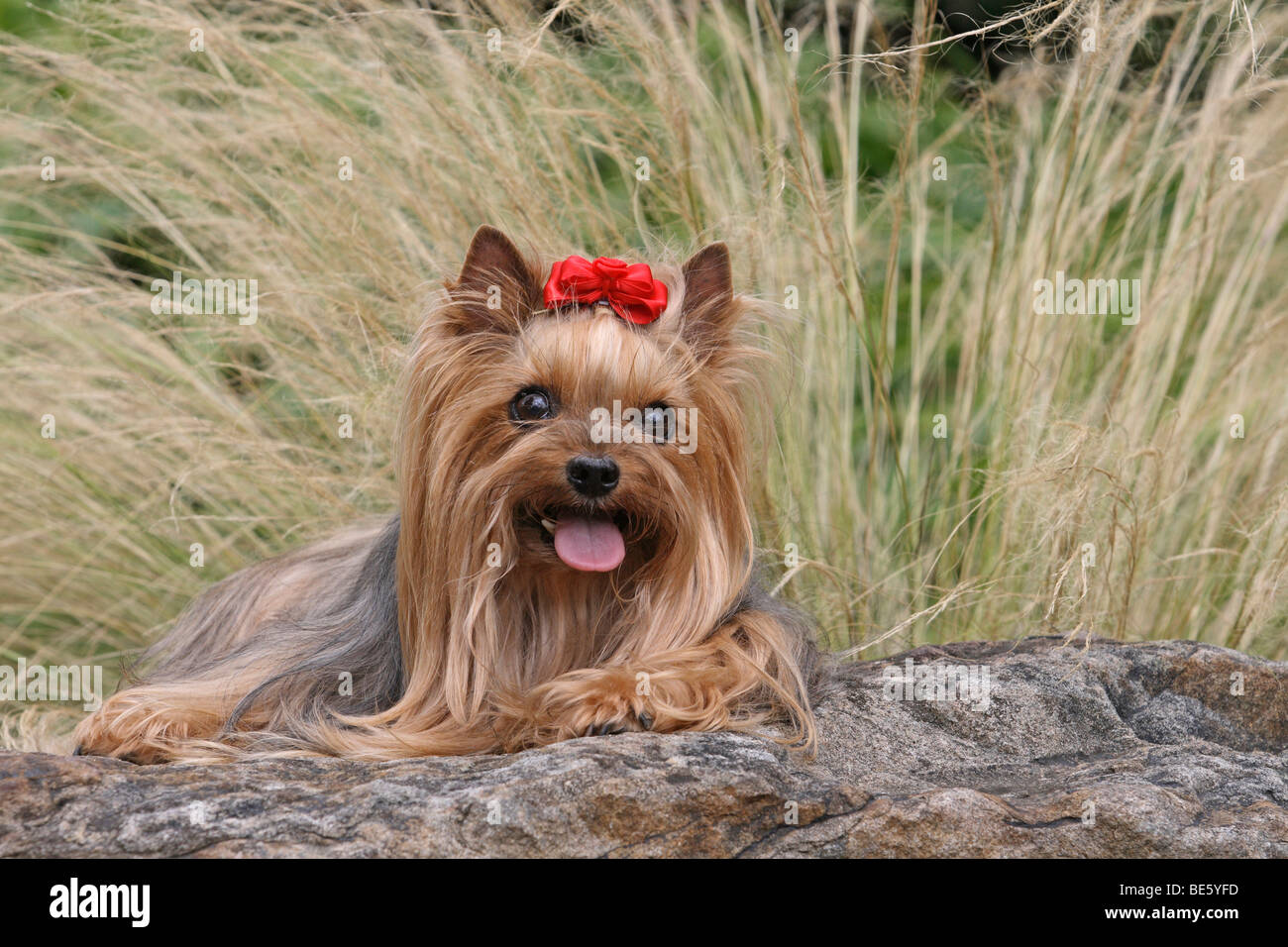 Yorkshire Terrier, 9 years old, lying on a stone in a park Stock Photo
