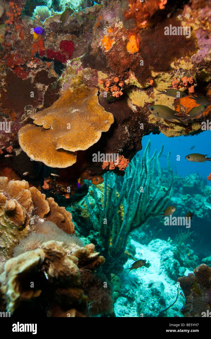 View through a coral reef with Sea Rod in background and Brown Chromis (Chromis multilineata) swimming in opening. Stock Photo