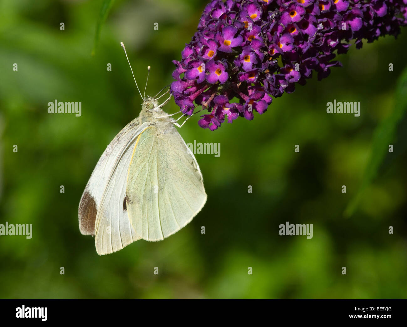 Green Veined White Butterfly on Purple Budleja Flower in a Cheshire Garden England United Kingdom UK Stock Photo