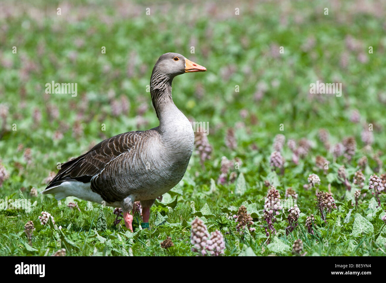 Greylag Goose (Anser anser) Stock Photo