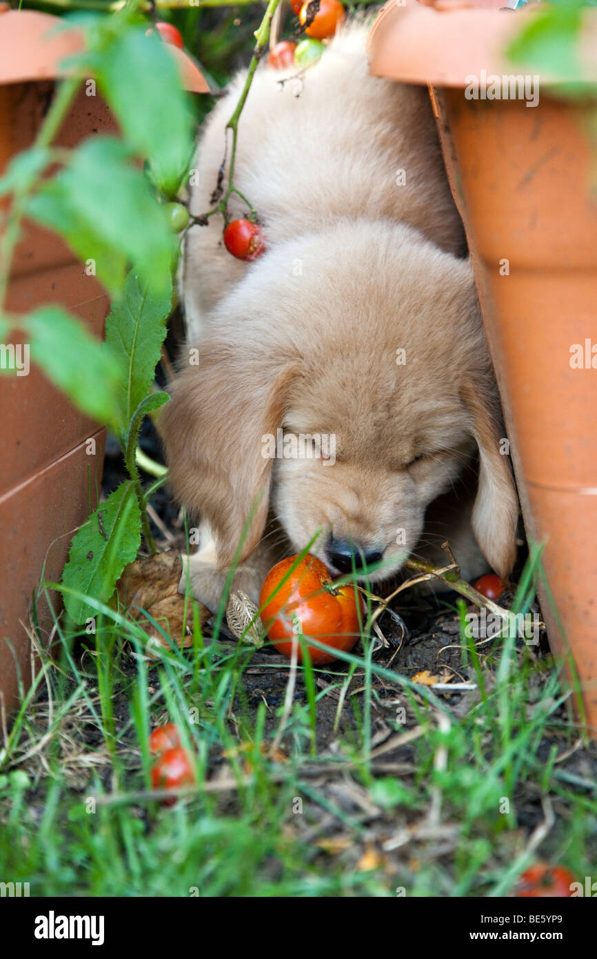 Eight week old Golden Retriever puppy eating tomatoes from a garden