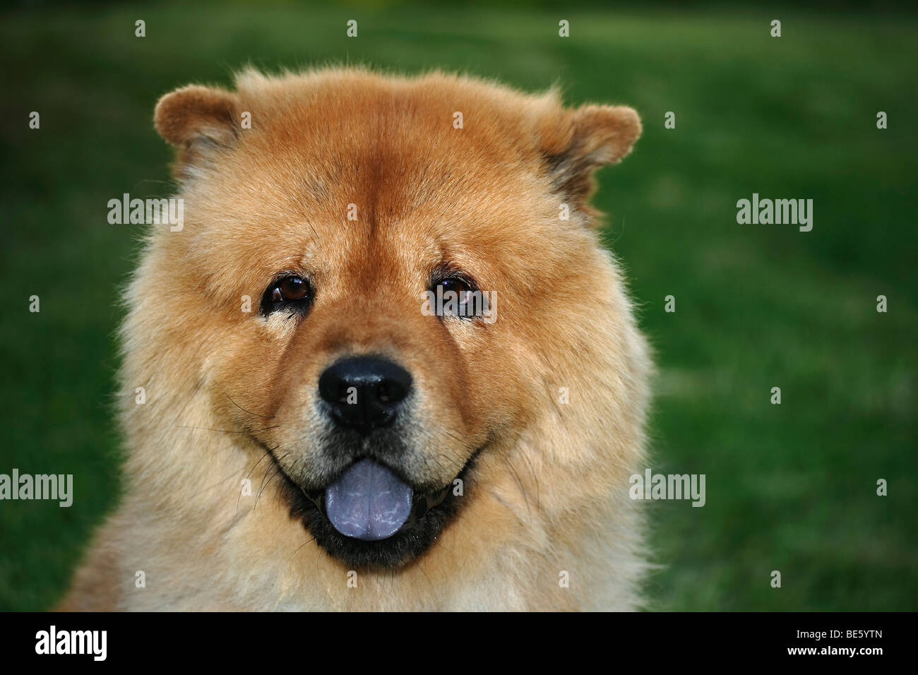 Male Chow Chow dog with a blue tongue Stock Photo