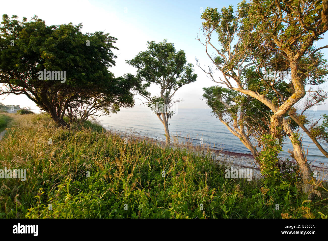 South coast of Fehmarn Island, with cripple oak trees in the foreground, Schleswig-Holstein, Germany, Europe Stock Photo