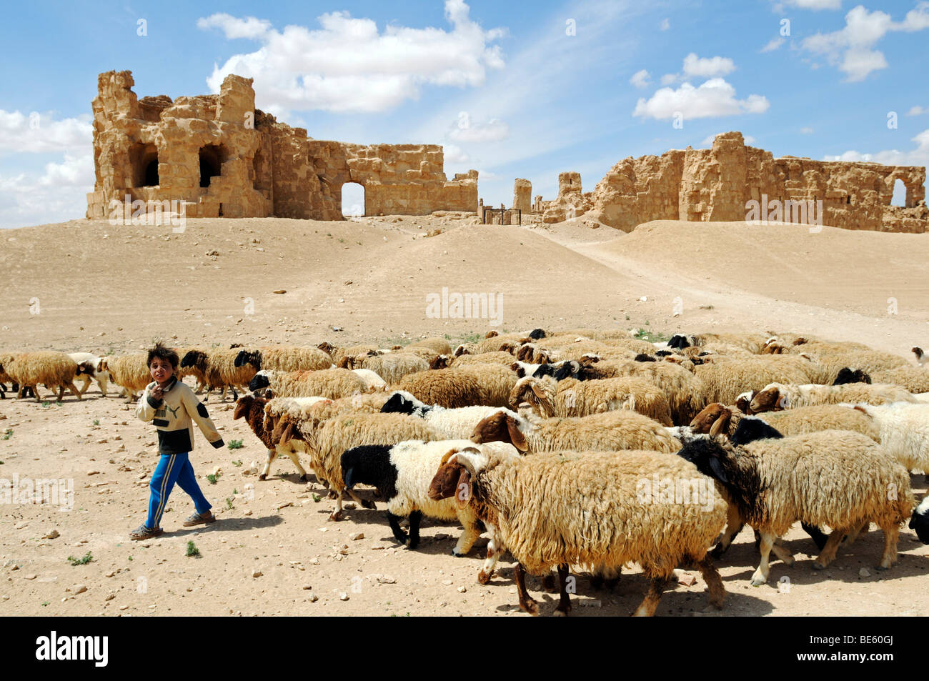 Shepherd and flock of sheep in front of the ruins of the Byzantine Resafa fortress, Sergiopolis, Syria, Asia Stock Photo