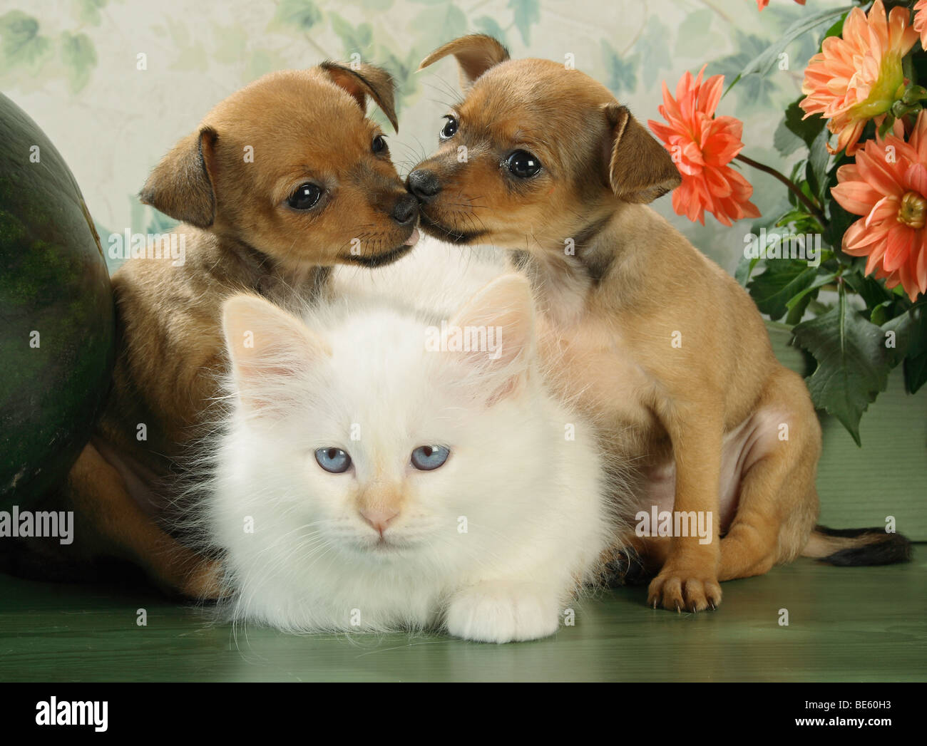 animal friendship: Sacred cat of Burma kitten and two Russian Toy Terrier puppies Stock Photo