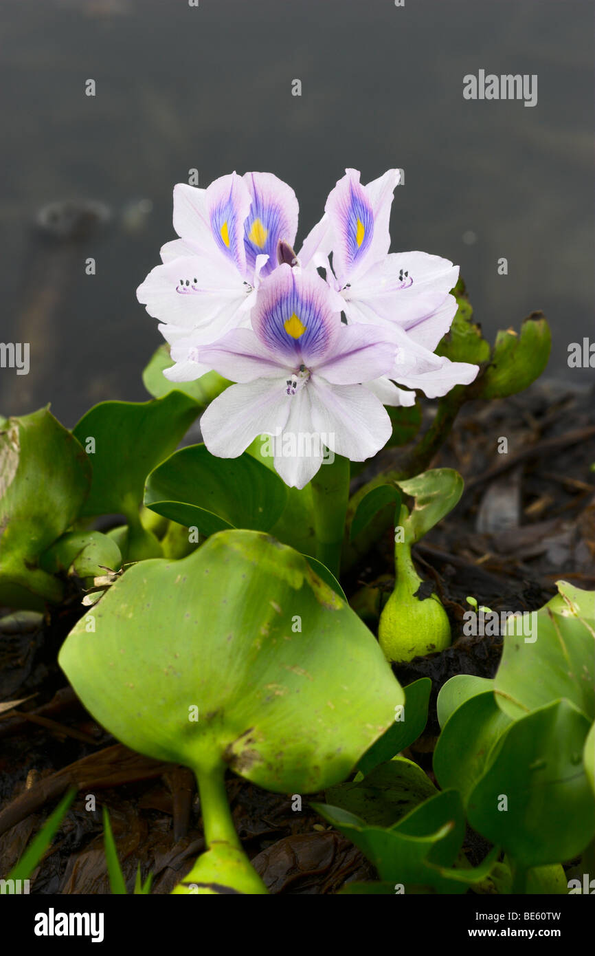 The aquatic hyacinth (Eichhornia crassipes) Stock Photo
