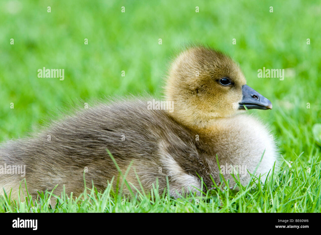 Greylag Goose (Anser anser), fledgling Stock Photo