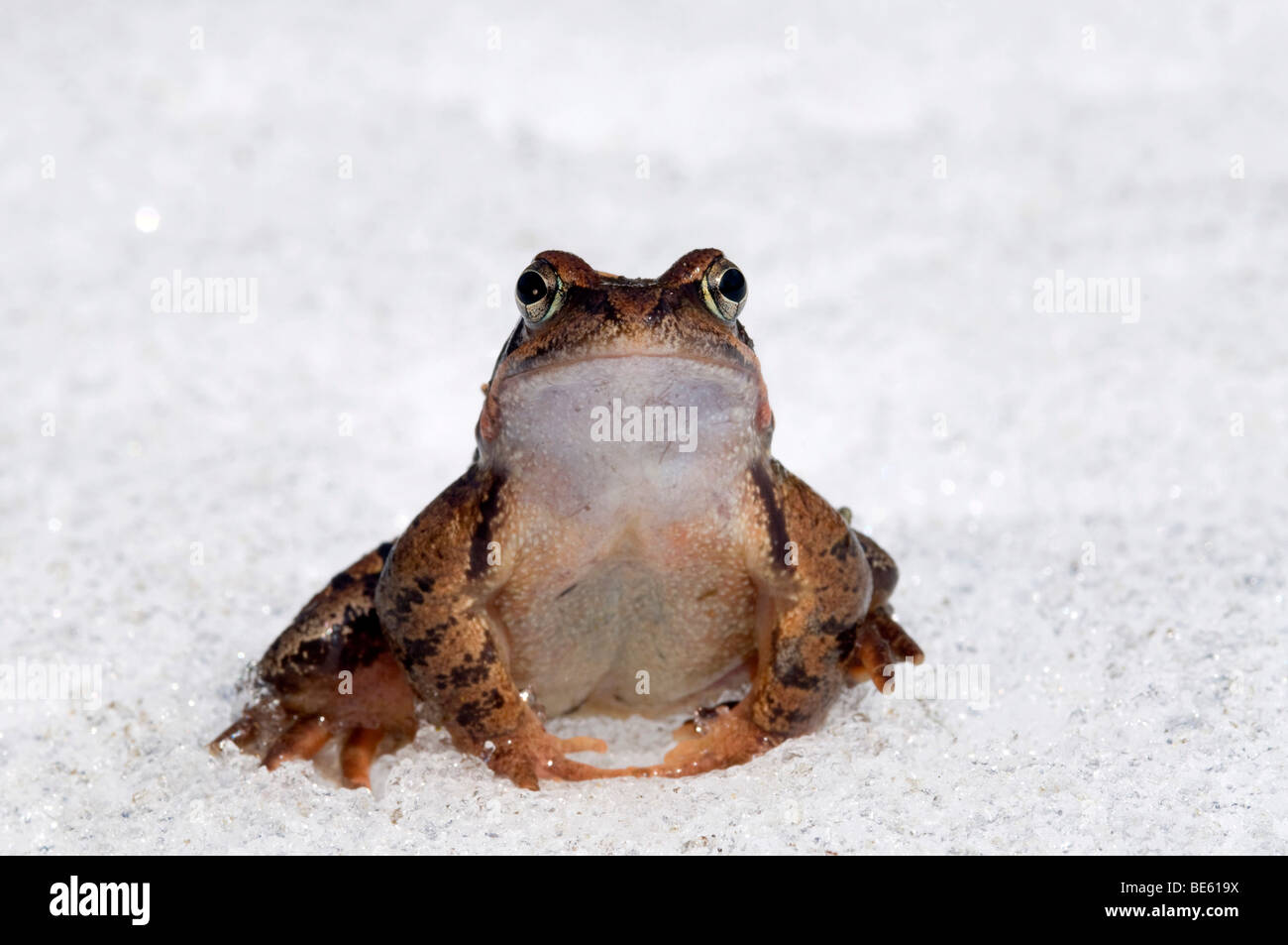 Frog In Snow Frog (Rana temporaria), in the snow Stock Photo - Alamy