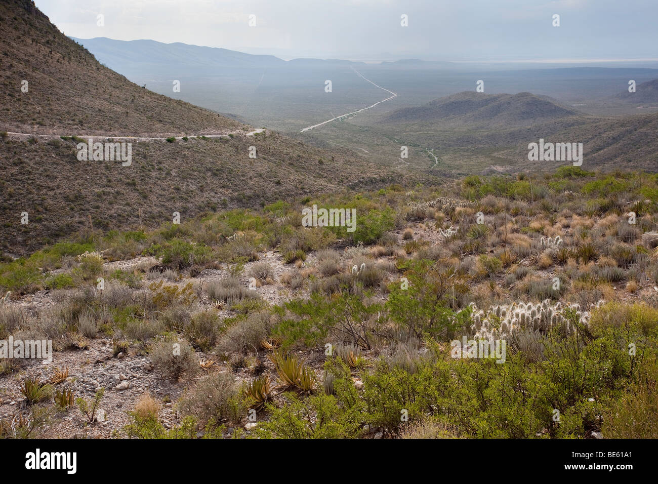 Desert landscape, Coahuila, northern Mexico Stock Photo Alamy