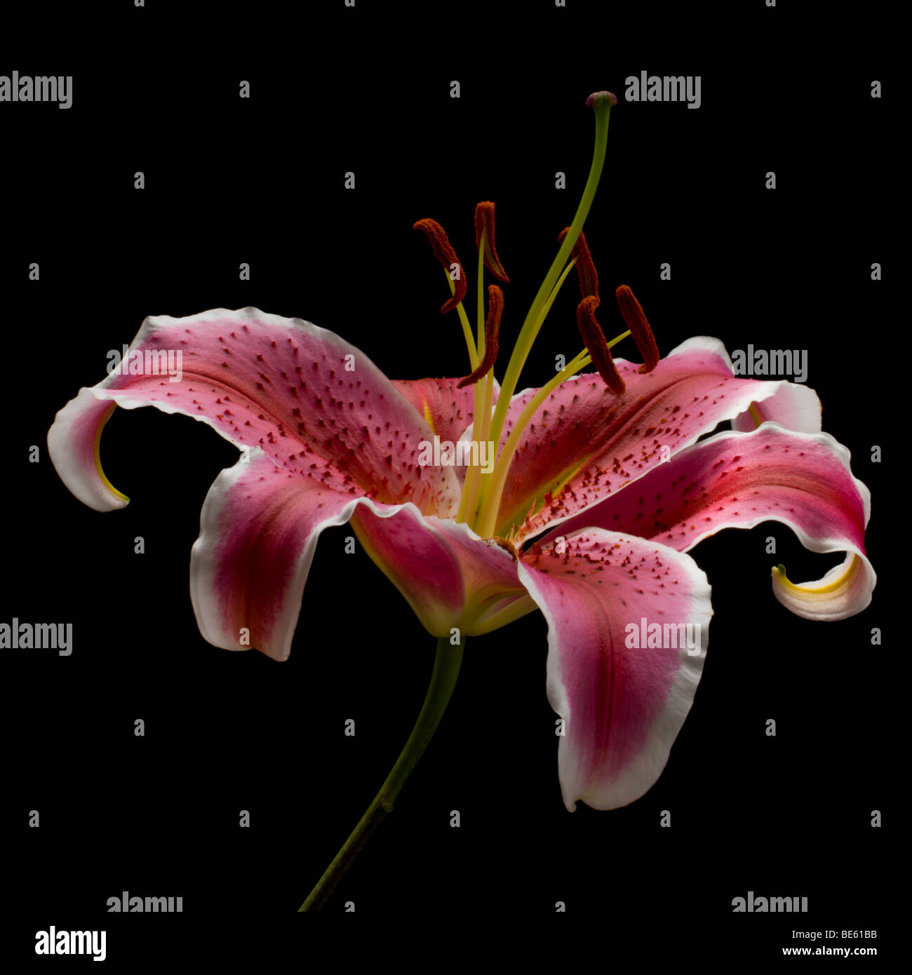 Pink Oriental Lily Stock Photo