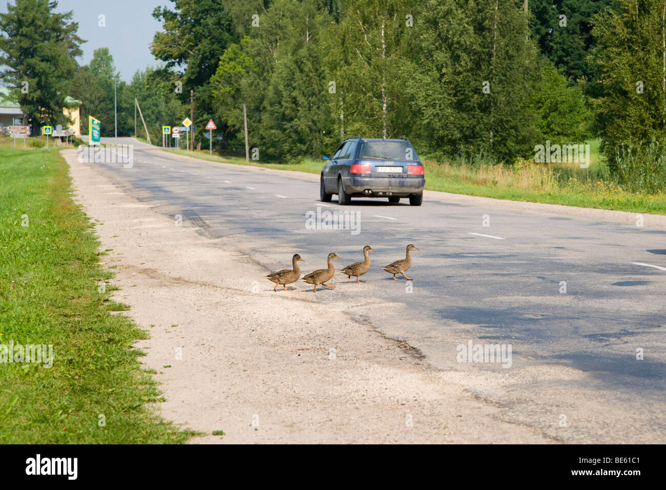 Why did Donald Duck cross the road?