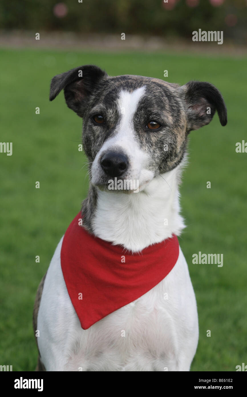 Whippet - Jack Russell Terrier hybrid, portrait, with a red scarf Stock  Photo - Alamy