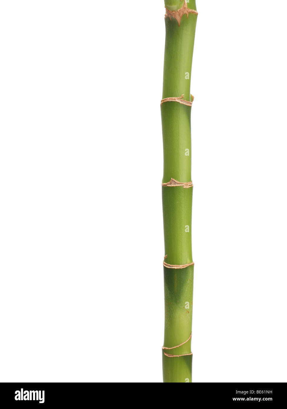 Lucky bamboo plant stem Stock Photo