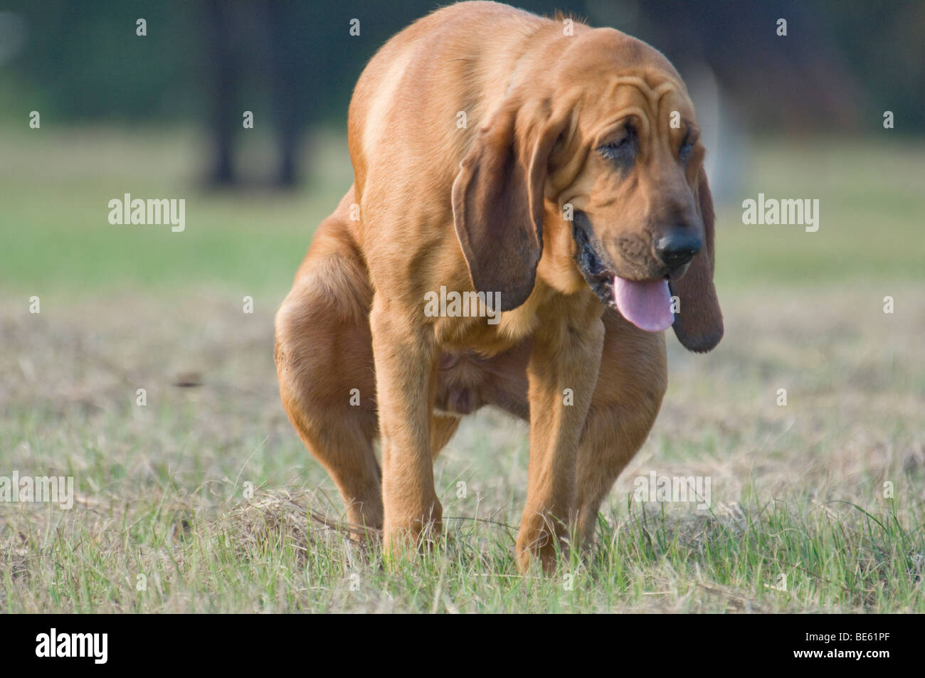 Pooping hires stock photography and images Alamy