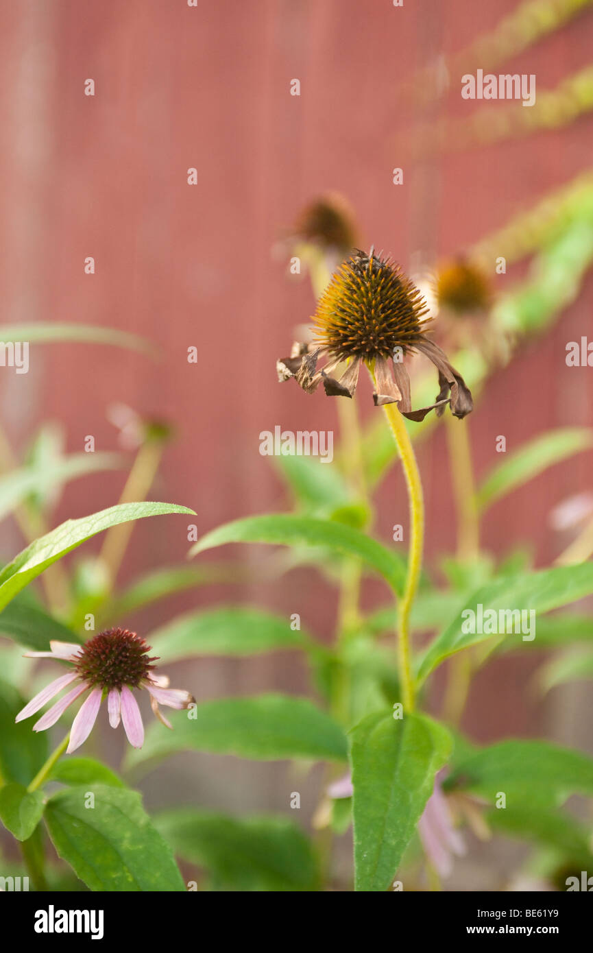 Coneflowers seed hires stock photography and images Alamy