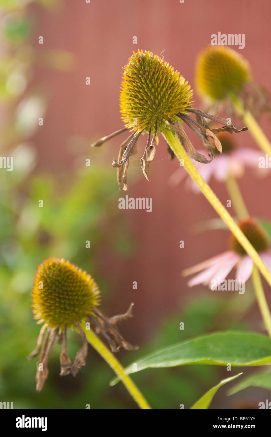 Dormant seed hires stock photography and images Alamy