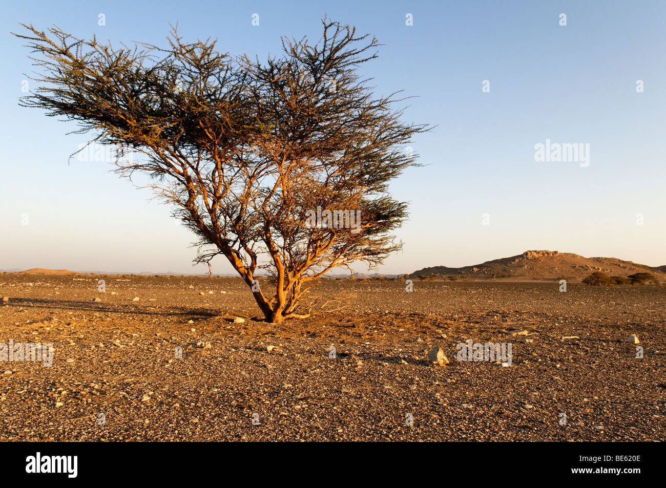 Lonely acacia tree in a Hammada desert near Sinaw, Sharqiya Region, Sultanate of Oman, Arabia, Middle East Stock Photo