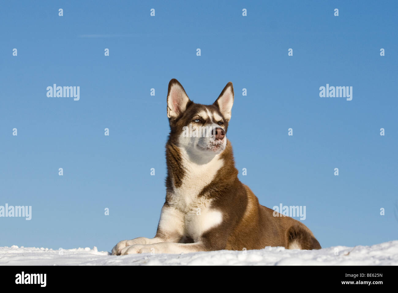 Siberian Husky lying in the snow Stock Photo - Alamy
