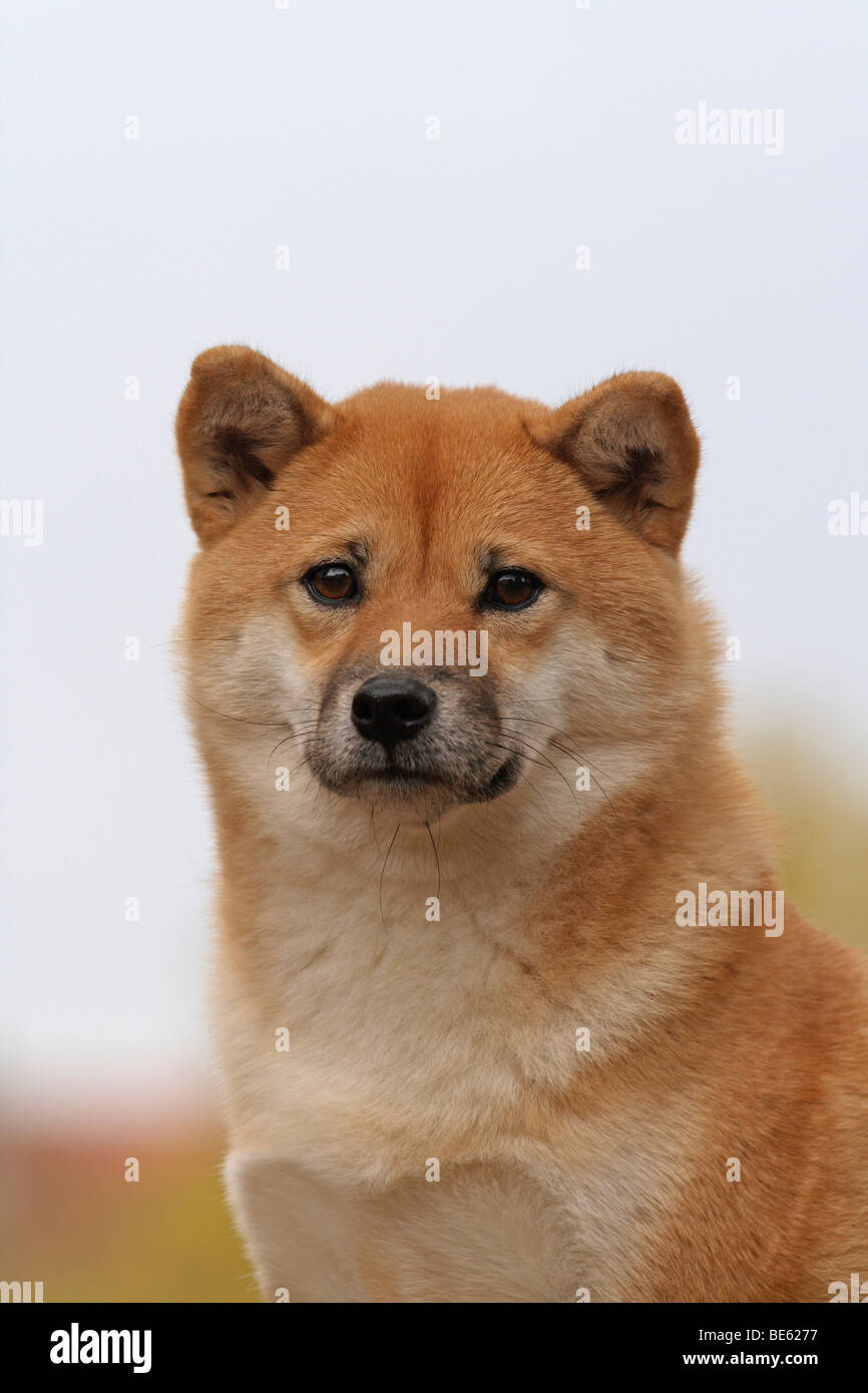 Shiba Inu Portrait Stock Photo Alamy