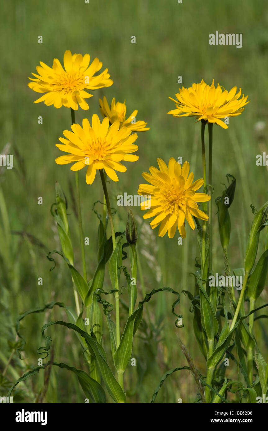 Meadow Salsify (Tragopogon pratensis) Stock Photo