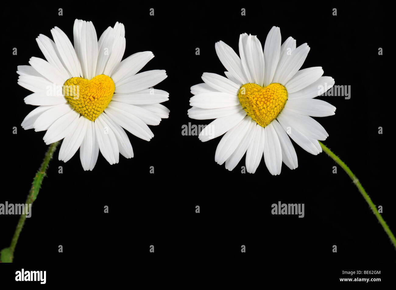 Daisies (Leucanthemum) with disc flowers in heart shape Stock Photo