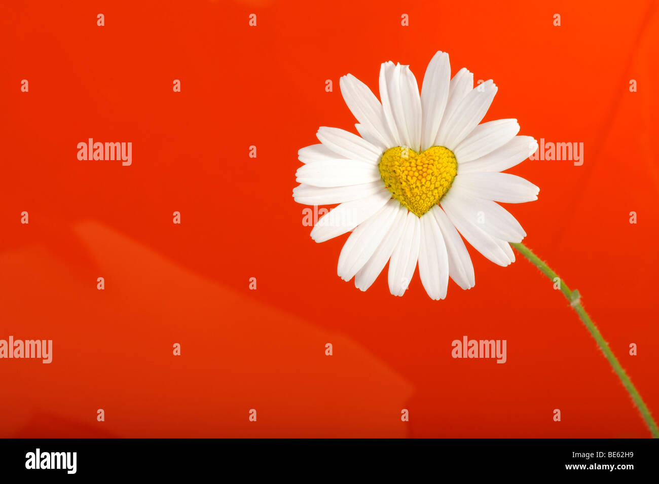 Daisy (Leucanthemum) with disc flowers in heart shape Stock Photo