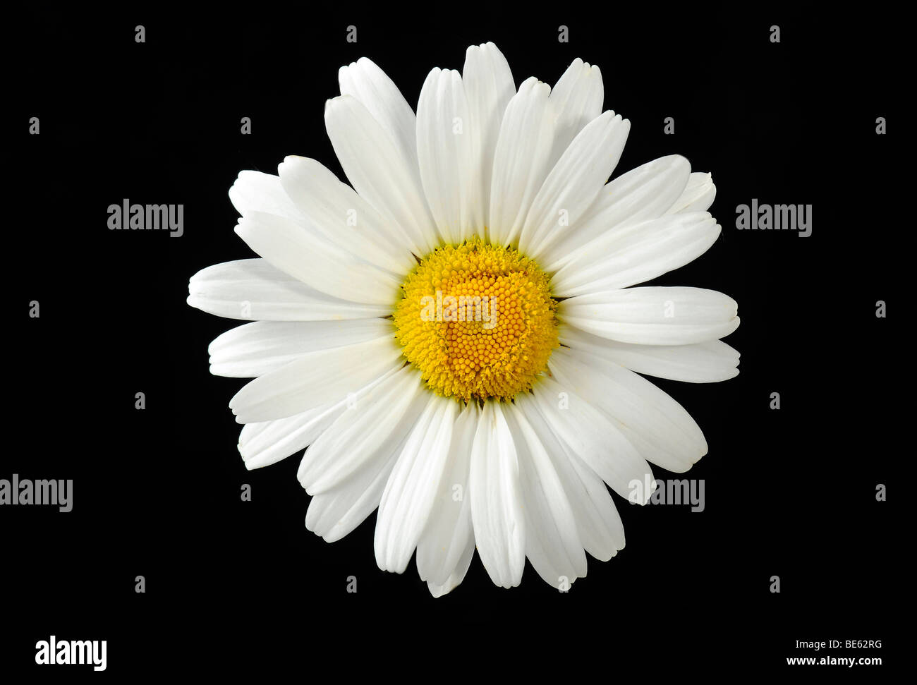 Daisy (Leucanthemum) Stock Photo