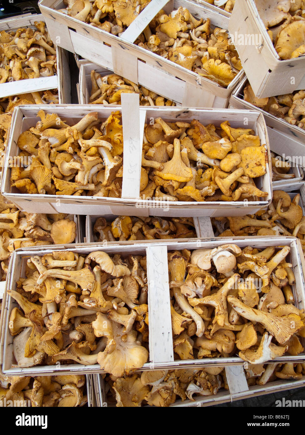 Yellow Chanterelles Mushrooms "Cantharellus cibarius"(Cantharellaceae