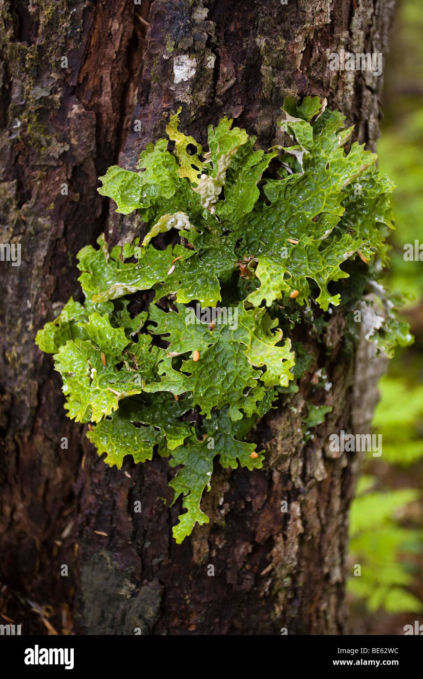 Moist Lungwort Lichen (Lobaria pulmonaria) growing on tree bark, Pacific Northwest Coastal Rain Forest, Chilkoot Trail, Chilkoo Stock Photo