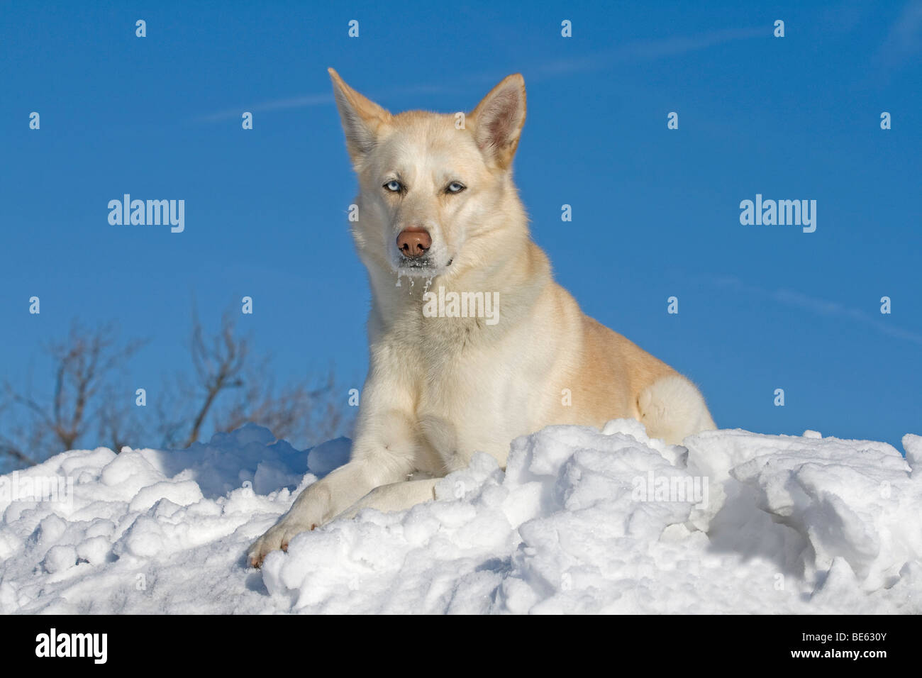 Siberian Husky, male, 5 years old, lying in the snow Stock Photo