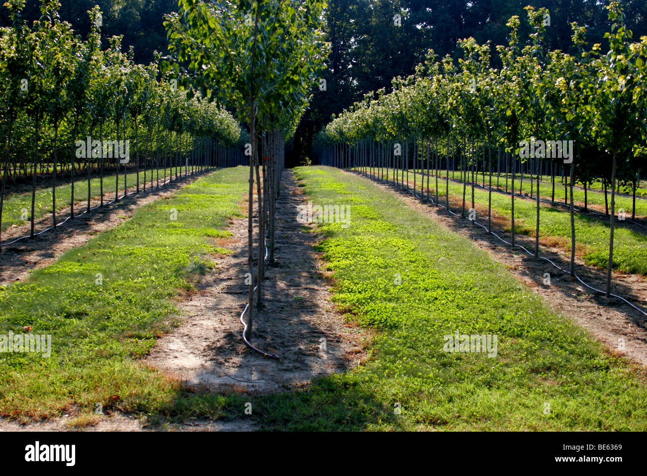 Tree farm in Virginia,USA Stock Photo