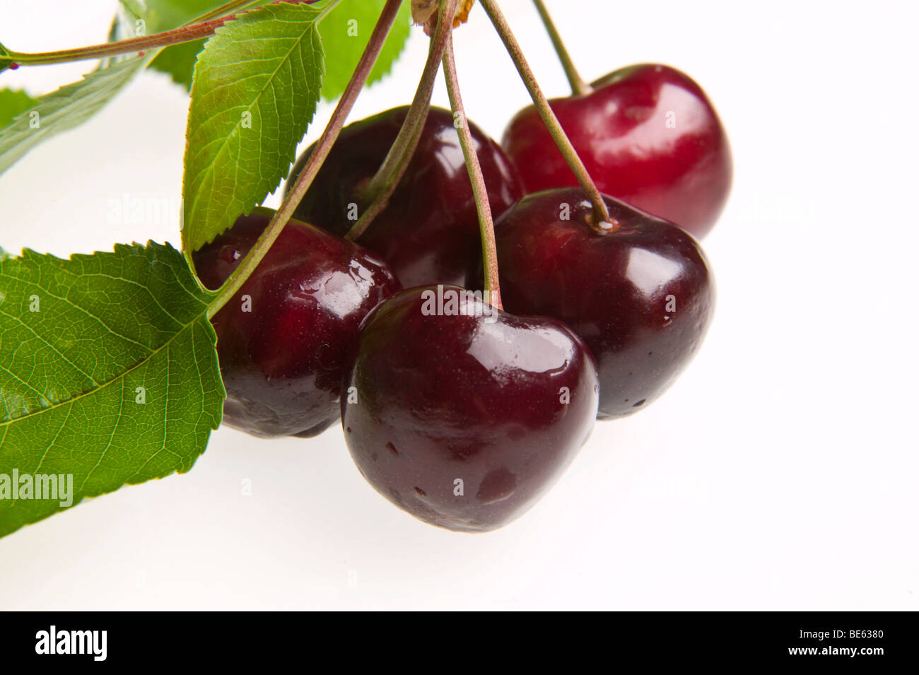 Red Cherries with leaves Stock Photo Alamy