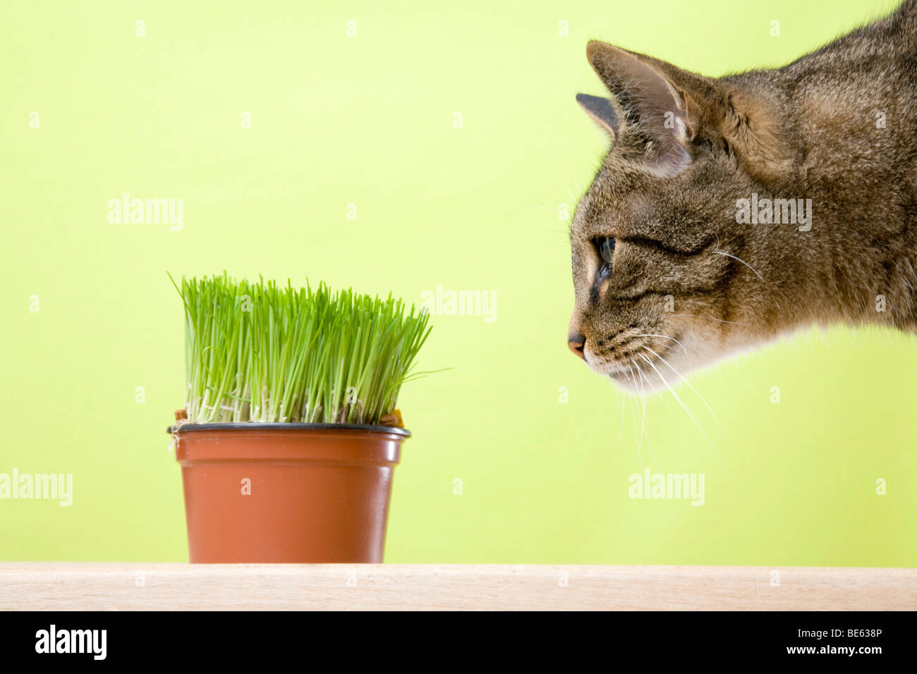 Male cat looking curiously at a pot with chives Stock Photo