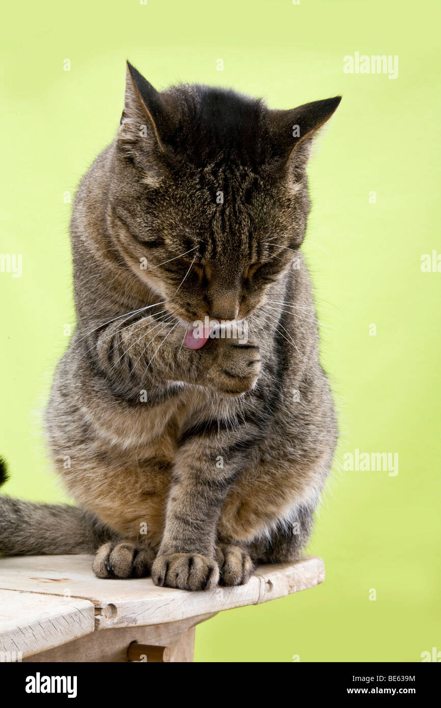 Male cat licking its paw Stock Photo