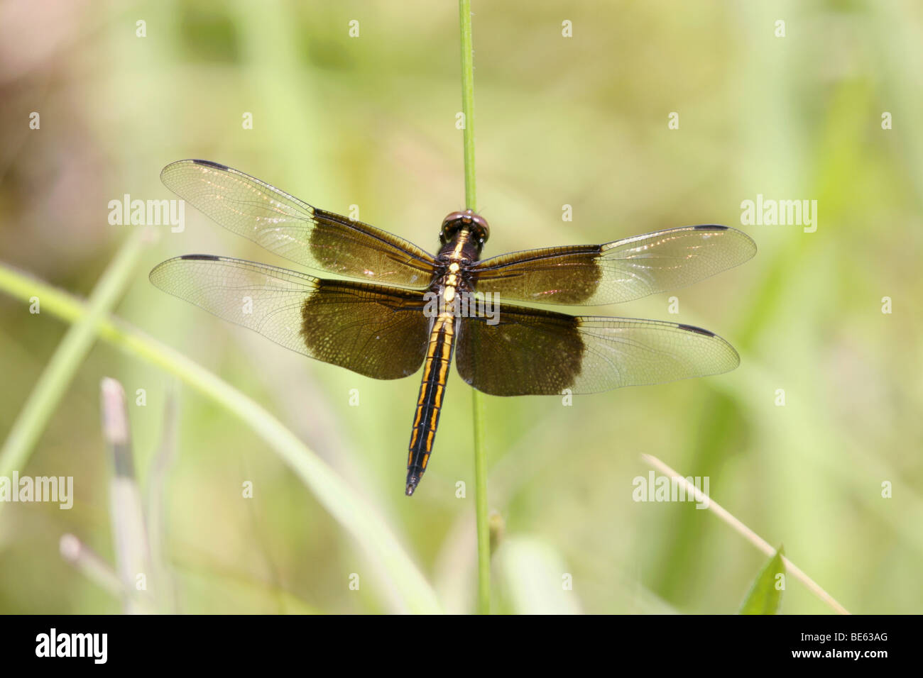 Dragonfly on meadow grass Stock Photo - Alamy