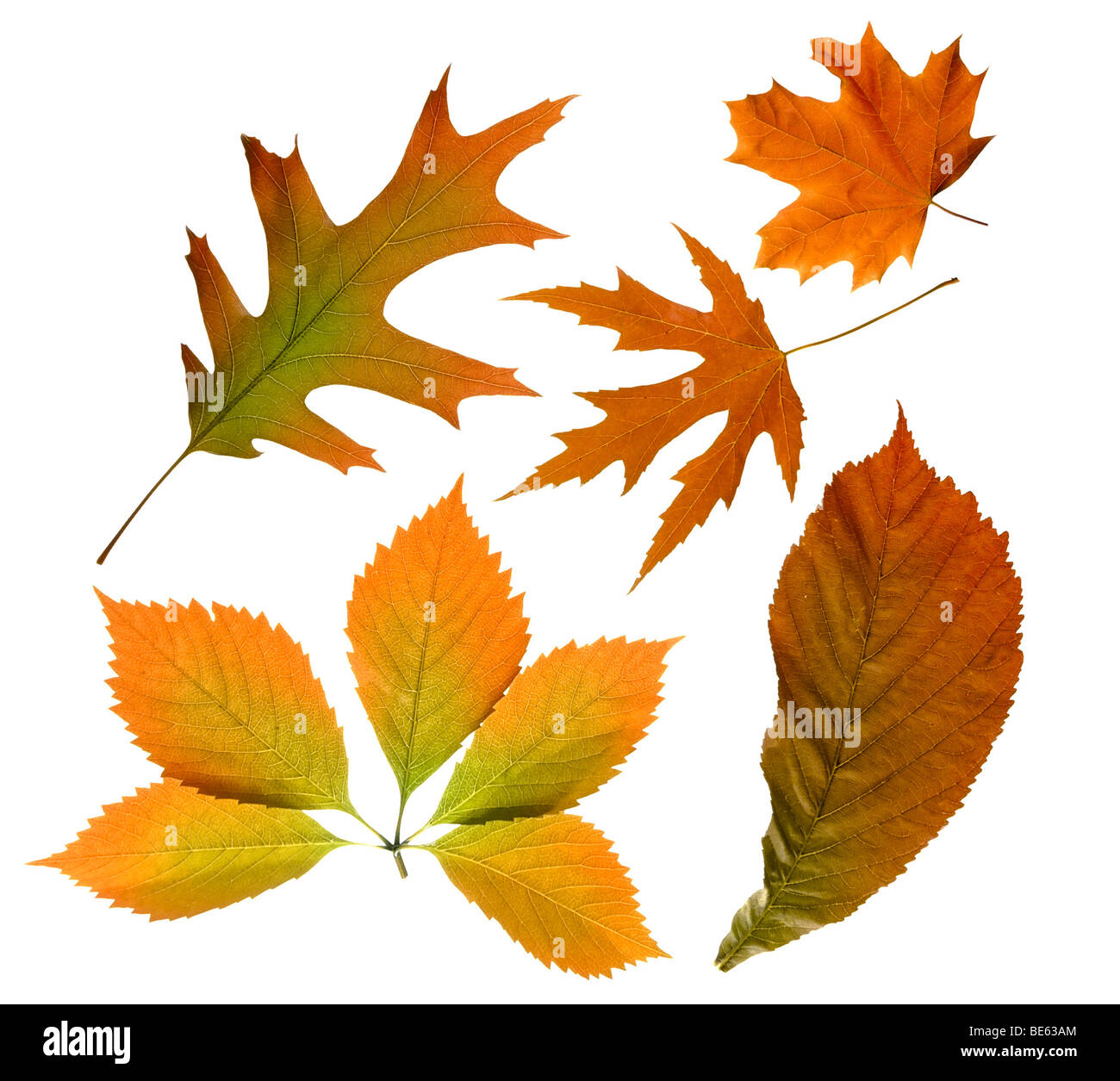 Red autumn tree leaves Stock Photo