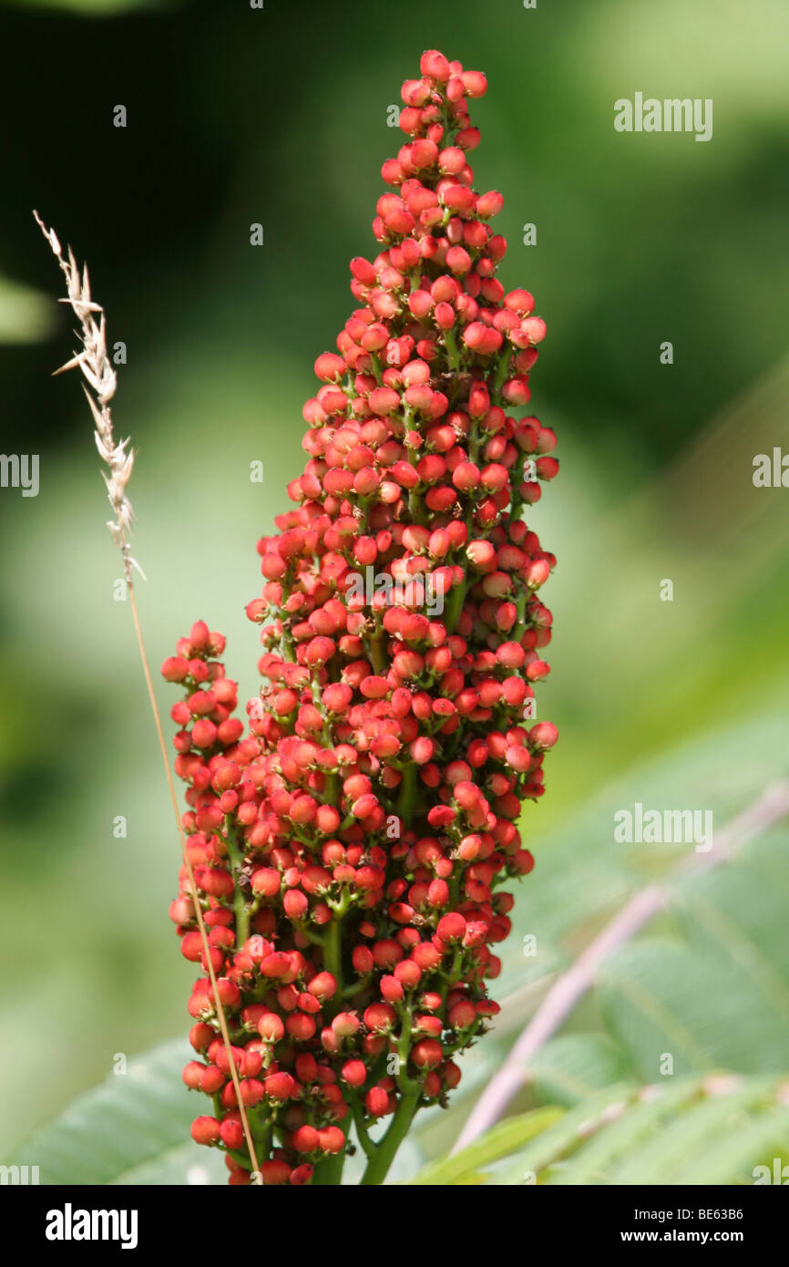Smooth Sumac Rhus glabra, with its scarlet fruit prominent Stock