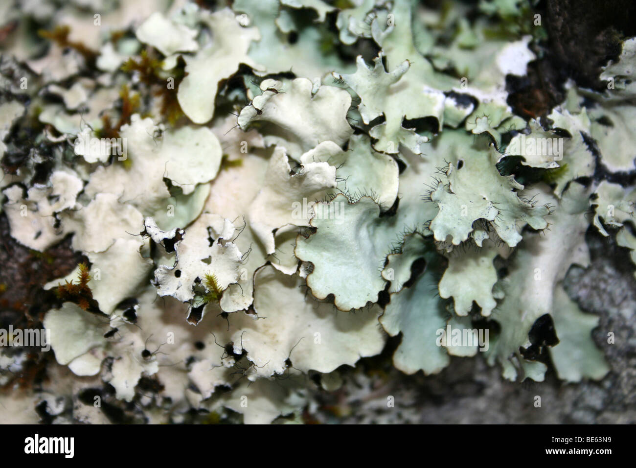 Foliose Lichen On A Tree At Blyde River Canyon, South Africa Stock Photo