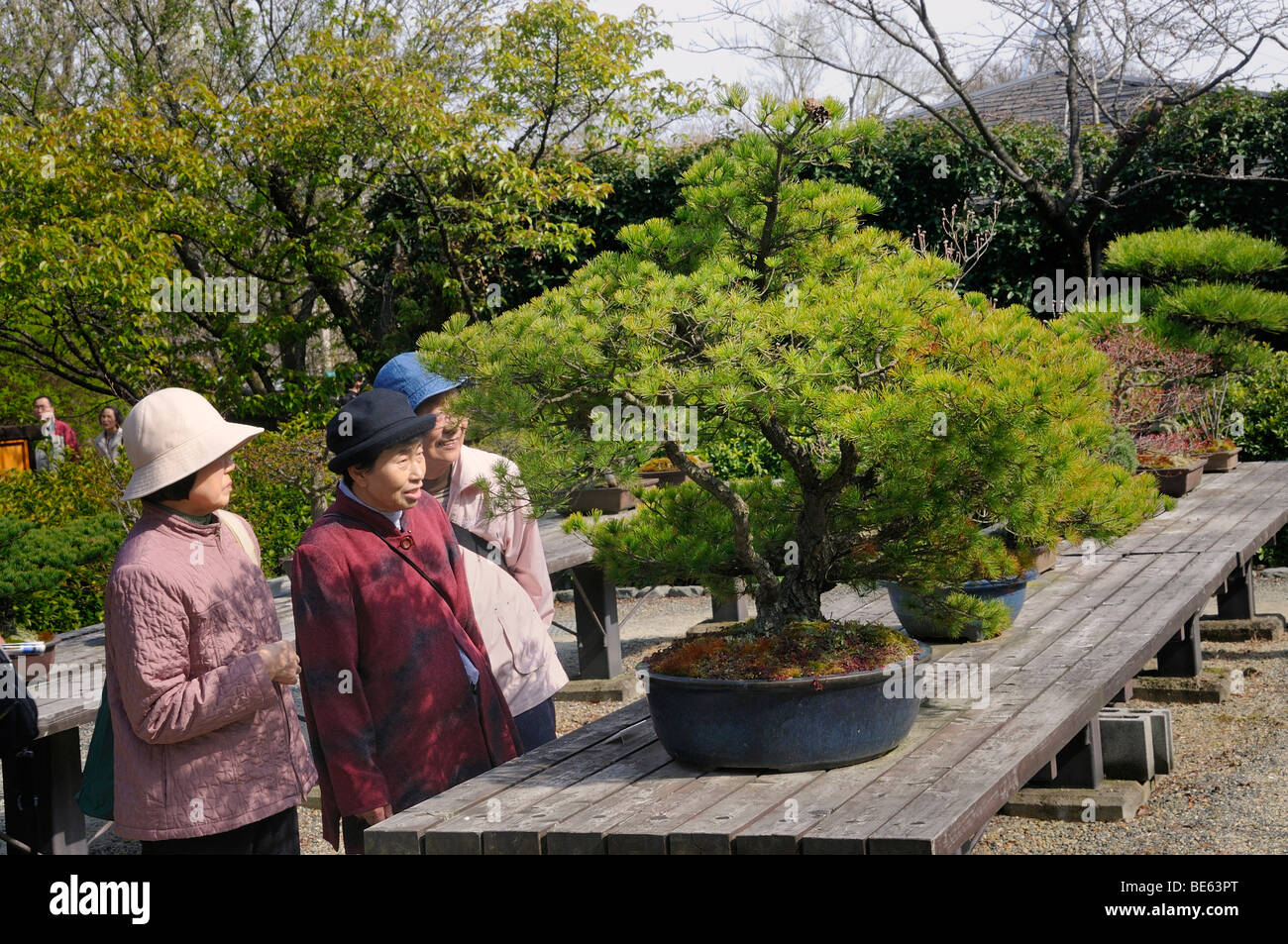 Old Japanese women inspecting a bonsai tree at the Botanical Garden in Kyoto, Japan, Asia Stock Photo